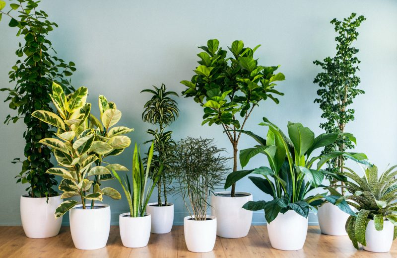 Houseplant Maintenance