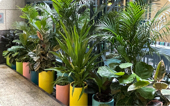 Plant Rental